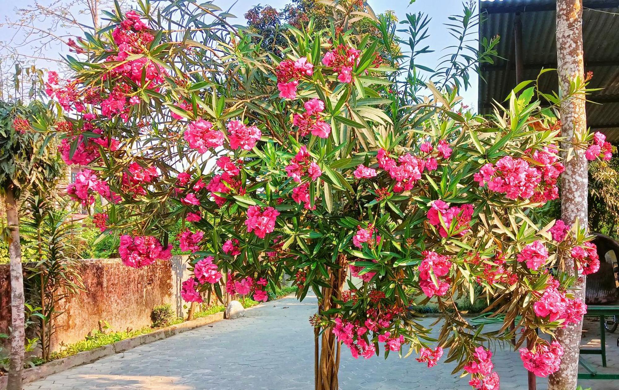 Hotel Butterfly - Peaceful Garden For Nature Lovers Sauraha Luaran gambar